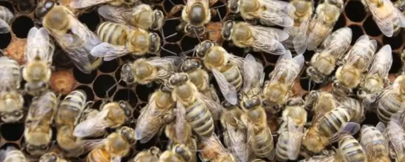怎样人工育王,选择白天温度稳定在20℃以上时间进行-会东网