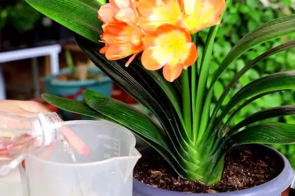 君子兰空根的预防方法 ,如何预防君子兰出现空根问题呢?插图4 君子兰空根的预防方法 ,如何预防君子兰出现空根问题呢?插图4