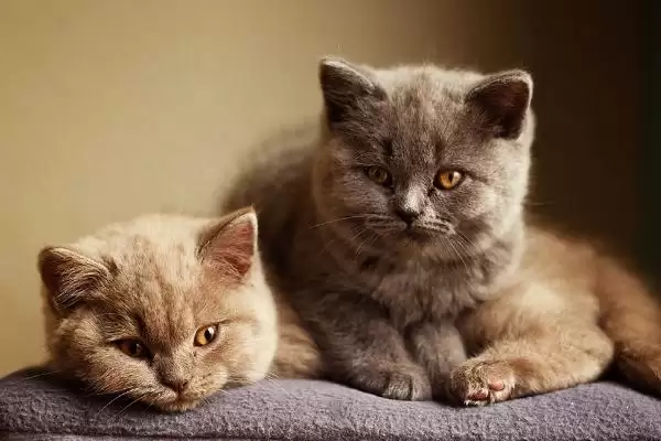 猫咪掉牙齿是因为什么 ,换牙期或牙周炎致使猫咪掉牙插图2