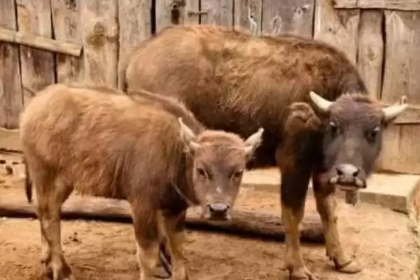 牛的繁殖之道:人工与自然配种的方法与选择插图1 牛的繁殖之道:人工与自然配种的方法与选择插图1