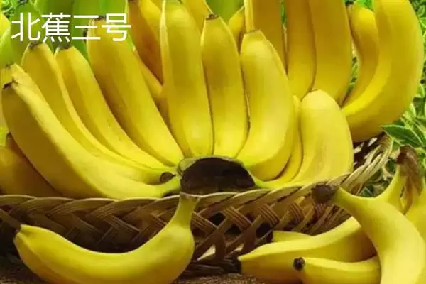 图片[9]-台湾香蕉的主要栽培品种，常见的有李林蕉、玫瑰蕉、旦蕉等-会东网