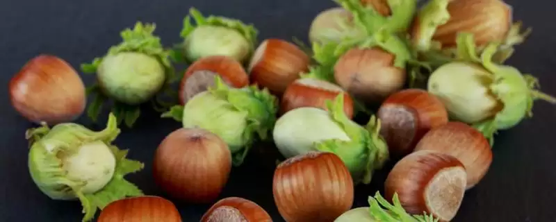 了解榛子的方法和重点？养猪与周边经济作物有哪些关联细节？-会东网