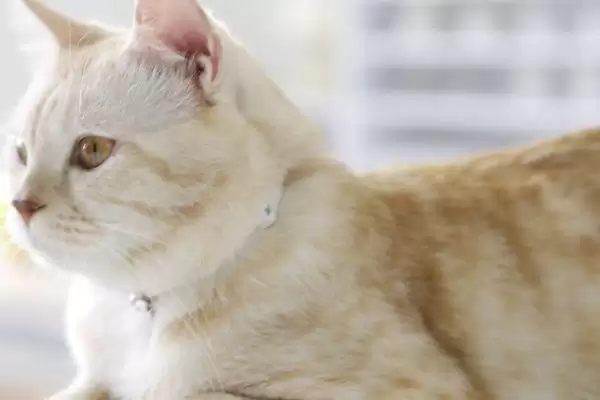 猫流口水的原因是什么 ,猫流口水和口腔病中毒有关吗插图3 猫流口水的原因是什么 ,猫流口水和口腔病中毒有关吗插图3