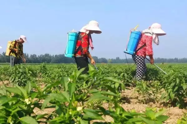辣椒延长采收期的方法 ,减少病害为何能延长辣椒采收期?插图3 辣椒延长采收期的方法 ,减少病害为何能延长辣椒采收期?插图3