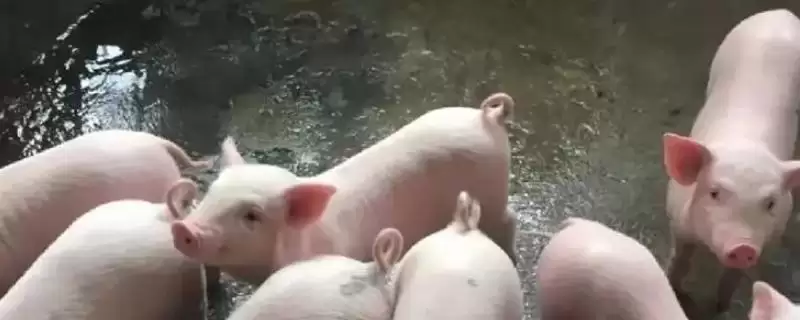 计算小猪从出生到出栏饲料量的方法和重点？养猪要做好哪些成本核算细节？-会东网