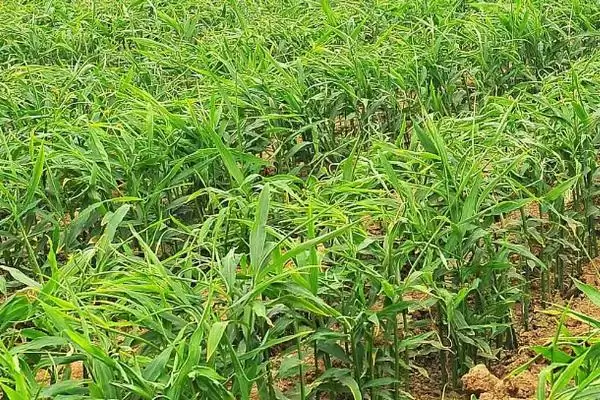 图片[6]-生姜高产种植方法？种植生姜实现高产要遵循哪些科学的种植方法？-会东网