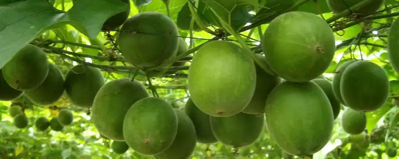 罗汉果的产地在哪里 ,罗汉果原产于哪些地方-会东网