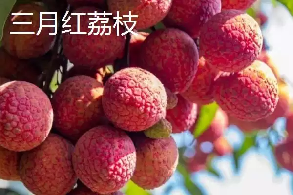 图片[11]-灵山荔枝的品种特点 ,灵山荔枝三月红有何成熟优势？-会东网