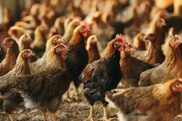 寻找治疗鸡胀嗉不消化土办法的方法和重点?养鸡要做好哪些土法治疗探寻?插图2 寻找治疗鸡胀嗉不消化土办法的方法和重点?养鸡要做好哪些土法治疗探寻?插图2