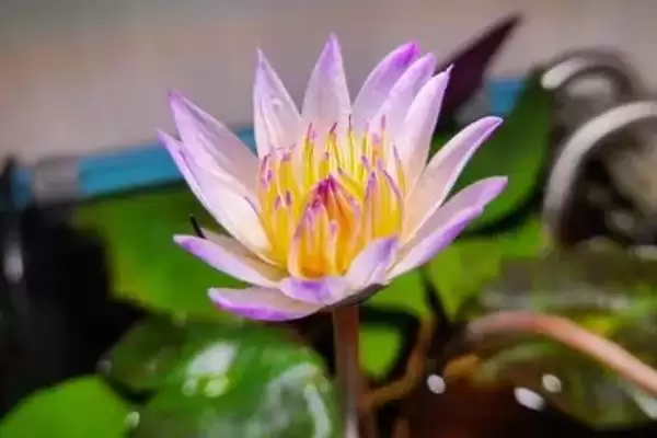 图片[6]-阳台暴晒绿植推荐：千日红、常春藤的顽强生命力-会东网