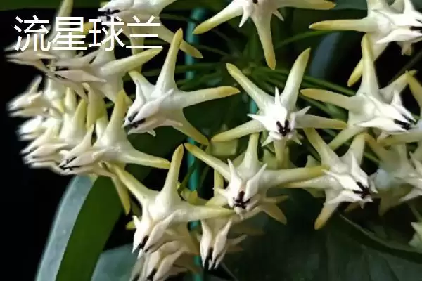 球兰养殖技巧与注意事项：“见干见湿”浇水原则要点插图8