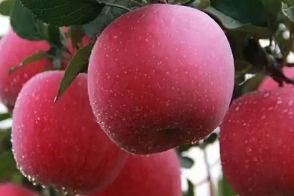 宇宙脆苹果有什么特点，用冰箱冷藏可保鲜1年插图3