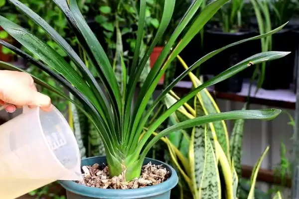 君子兰烂根的处理方法 ,君子兰烂根后如何用高锰酸钾处理?插图3 君子兰烂根的处理方法 ,君子兰烂根后如何用高锰酸钾处理?插图3