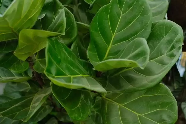 图片[2]-客厅适合摆放的植物 ,客厅适合摆放哪十种常见植物呢？-会东网
