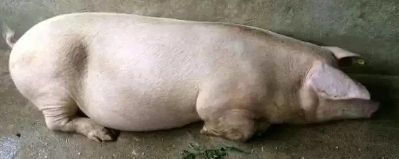 母猪产后不吃食应该怎么办呢,母猪产后不吃食需依实际情况采取措施-会东网