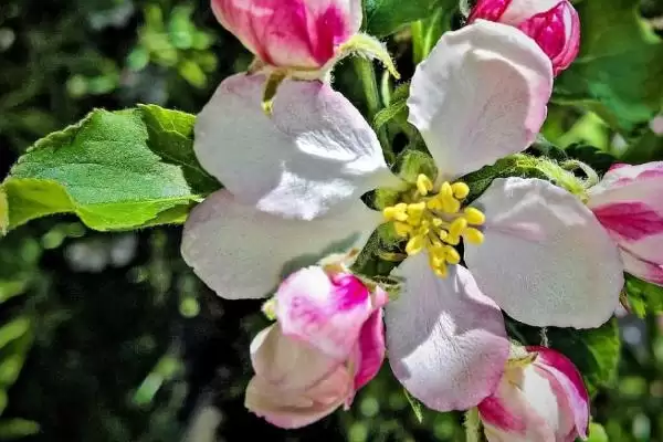 苹果的开花期是什么时候，通常在4-5月份插图3