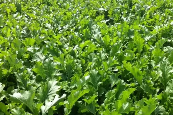 图片[2]-种植雪里红的方法和重点？种植雪里红要做好哪些细节？-会东网