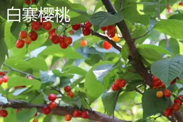 河南新密市的特产,当地产的金银花品质极好插图5 河南新密市的特产,当地产的金银花品质极好插图5