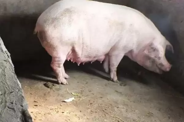 母猪助产钩要怎么进行使用呢,母猪难产时助产人员可使用助产钩操作插图4 母猪助产钩要怎么进行使用呢,母猪难产时助产人员可使用助产钩操作插图4