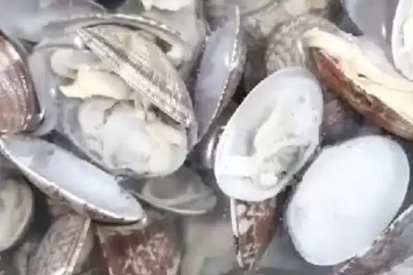 图片[3]-判断已经死亡的花甲能否食用的方法和重点？判断已经死亡的花甲能否食用要做好哪些细节？-会东网