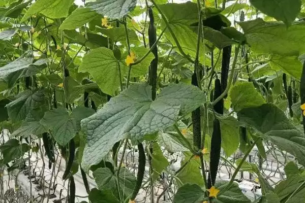 防治黄瓜皴皮的方法和重点？种黄瓜防皴皮要做好哪些细节？插图1