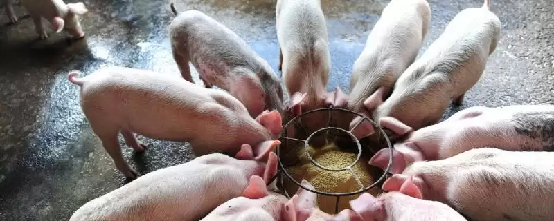 使用乳猪教槽料的方法和重点？养猪要做好哪些幼猪喂养细节？-会东网