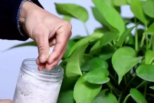 绿萝盆栽的养护方法有哪些 ,绿萝盆栽夏季如何养护插图7 绿萝盆栽的养护方法有哪些 ,绿萝盆栽夏季如何养护插图7