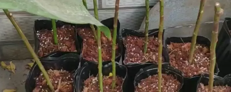 扦插野蔷薇老杆的方法和重点？扦插野蔷薇老杆要做好哪些细节？-会东网