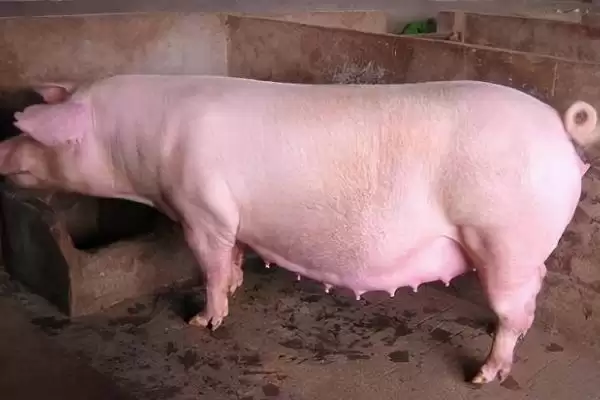 母猪妊娠诊断的常用方法有哪些呢,母猪妊娠诊断常用外观察、直肠触诊等法插图2