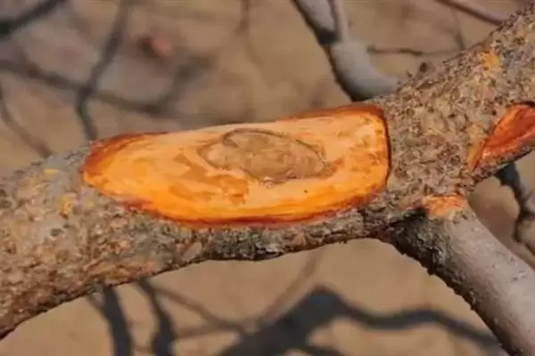 春季苹果园如何正确清园，包含物理清园和化学清园插图3