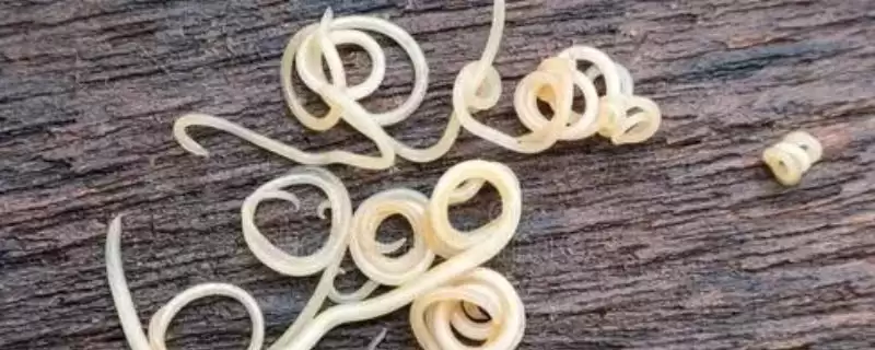 犬蛔虫病简介与防治:寄生部位因狗年龄而异的特点-会东网