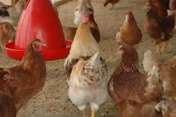 蛋鸡一天生多少个蛋,每天通常产1-2个蛋插图10 蛋鸡一天生多少个蛋,每天通常产1-2个蛋插图10