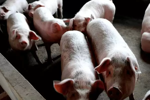 比较猪和狗嗅觉灵敏程度的方法和重点?养猪与动物特性研究有哪些关联细节?插图1 比较猪和狗嗅觉灵敏程度的方法和重点?养猪与动物特性研究有哪些关联细节?插图1