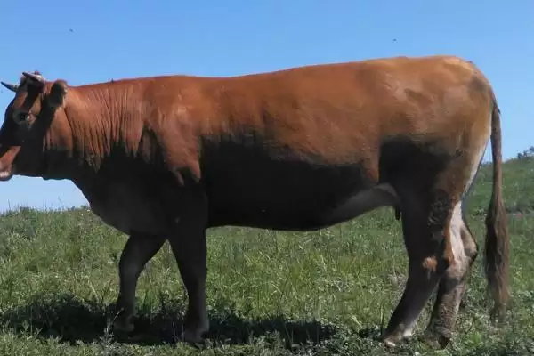 牛无法站立的治疗之道:饲料添加矿物质和微量元素的方法插图1 牛无法站立的治疗之道:饲料添加矿物质和微量元素的方法插图1