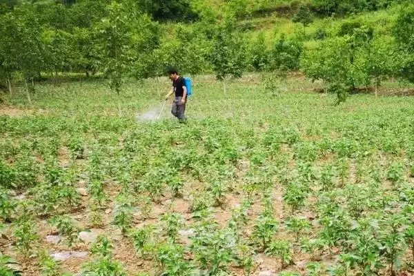 辣椒的施肥方法 ,辣椒施肥为何要增施有机肥呢?插图4 辣椒的施肥方法 ,辣椒施肥为何要增施有机肥呢?插图4