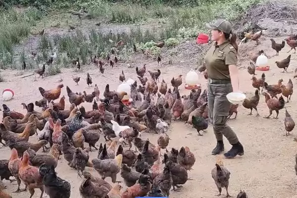 计算散养土鸡成本的方法和重点?养鸡要做好哪些成本核算?插图7 计算散养土鸡成本的方法和重点?养鸡要做好哪些成本核算?插图7