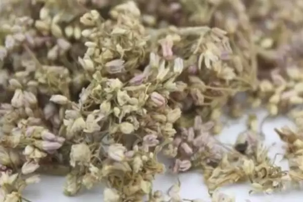 图片[4]-麻麻花是哪种植物的花 ,麻麻花的学名是什么植物-会东网