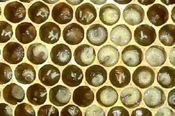 图片[4]-蜜蜂工产介王后的恢复时间，与工产的程度以及蜂王有关-会东网