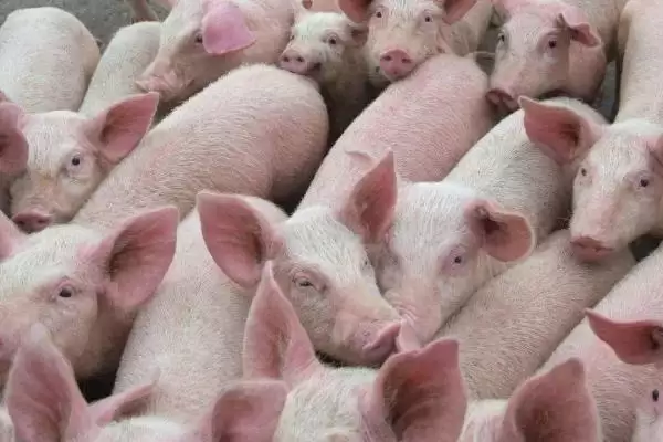 了解猪寿命的方法和重点？养猪要做好哪些养殖周期规划细节？插图1
