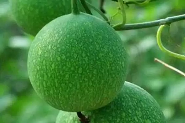 评估种植瓜蒌前景的方法和重点？分析瓜蒌前景要做好哪些细节？插图2