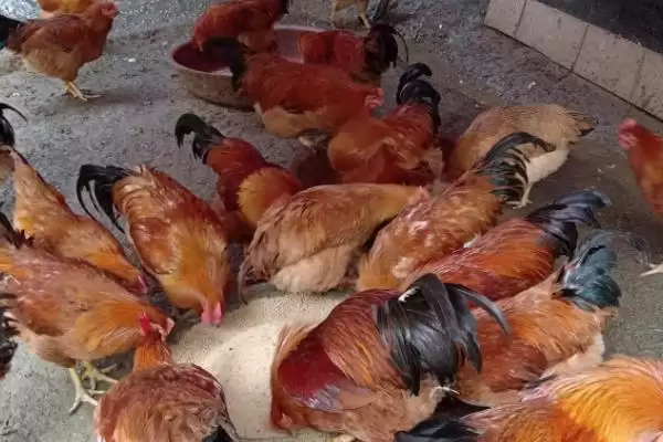 区分猪网油和板油的方法和重点？养猪与猪肉加工原料有哪些关联细节？插图2