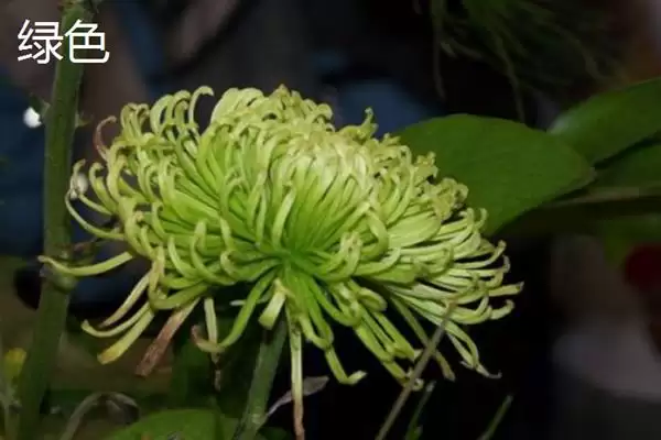 菊花的颜色种类 ,菊花常见的颜色有哪些呢?插图3 菊花的颜色种类 ,菊花常见的颜色有哪些呢?插图3