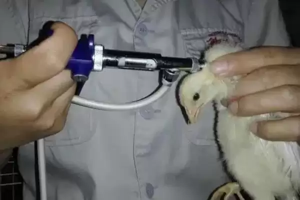 探究小鸡养不活原因的方法和重点?养鸡要做好哪些养殖失败分析?插图4 探究小鸡养不活原因的方法和重点?养鸡要做好哪些养殖失败分析?插图4