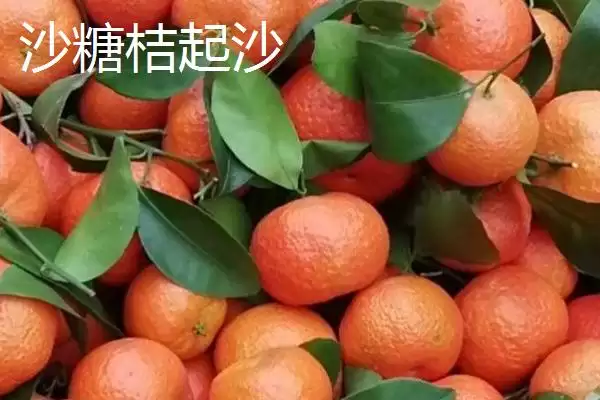 图片[3]-沙糖桔的鉴别方法？鉴别沙糖桔要掌握哪些关键的品质辨别技巧？-会东网