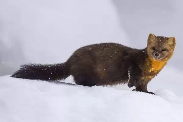 松鼠的天敌,紫貂和鼬类常以其为食插图1 松鼠的天敌,紫貂和鼬类常以其为食插图1