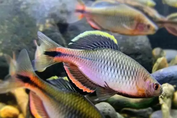 图片[2]-鳑鲏鱼的美食清单：荤素兼食的饮食偏好-会东网