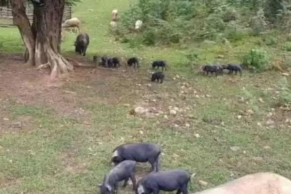 计算小猪从出生到出栏饲料量的方法和重点?养猪要做好哪些成本核算细节?插图3 计算小猪从出生到出栏饲料量的方法和重点?养猪要做好哪些成本核算细节?插图3