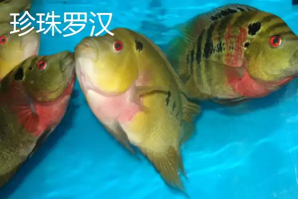 图片[3]-罗汉鱼有哪些常见品种 ,罗汉鱼的品种有哪些介绍-会东网