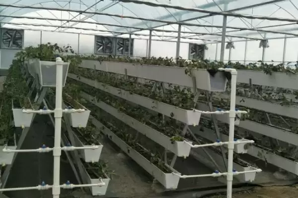 图片[2]-草莓无土栽培技术，栽培槽有下挖式栽培槽和高畦栽培槽两种-会东网
