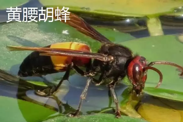 图片[4]-杀人蜂是什么蜂，实际上是多种剧毒蜂类的俗称-会东网